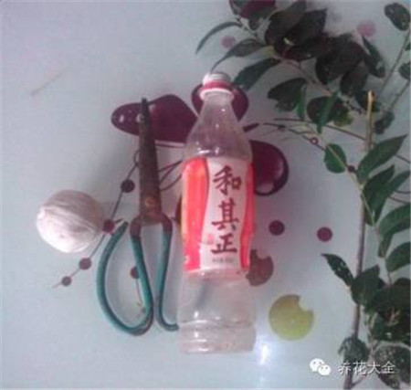 废罐子做花盆