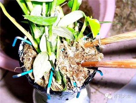 废罐子做花盆