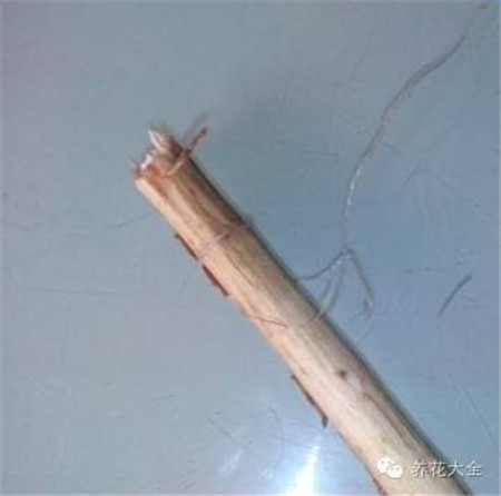 废罐子做花盆