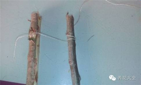 废罐子做花盆
