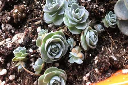 子持莲华的繁殖方法