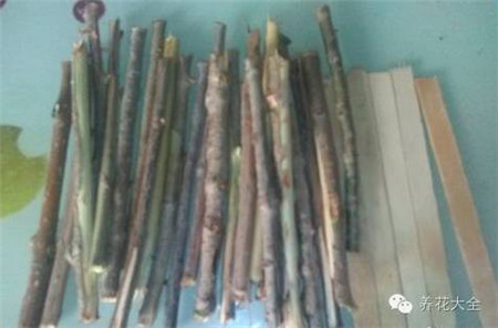 废罐子做花盆