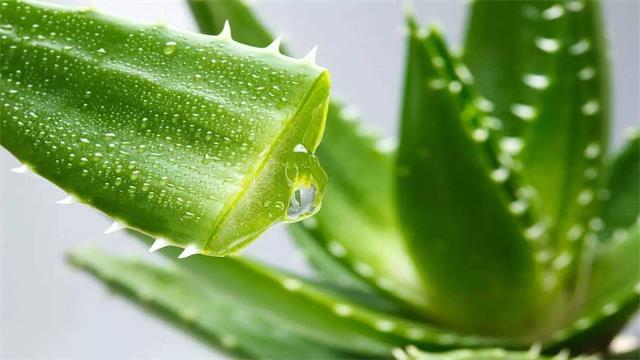芦荟的繁殖方法(芦荟的养殖方法和繁殖)