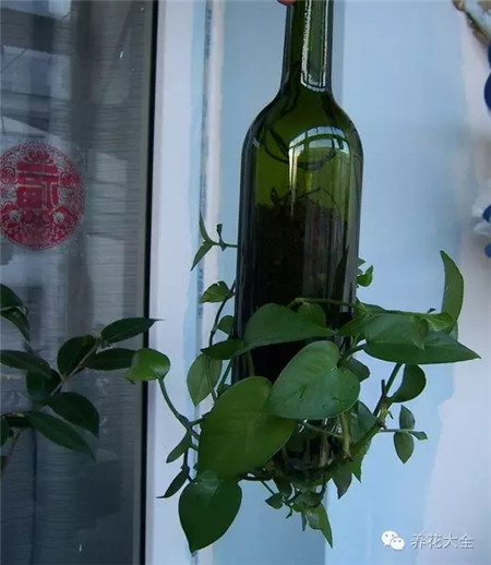 废罐子做花盆