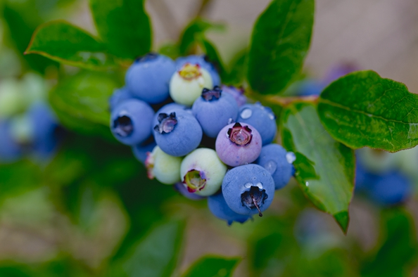 14mm的蓝莓