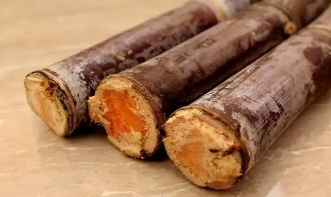 甘蔗放一段时间有红点