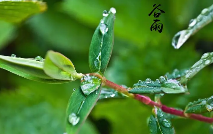 谷雨下雨对小麦好吗