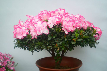 杜鹃花怎么换盆视频