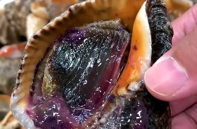海螺怎么煮不会缩