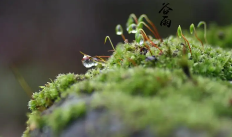 2023谷雨前后小麦需要打药吗谷雨前后小麦怎么管理(谷雨下雨对小麦好吗)