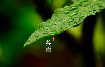 谷雨下雨对小麦好吗