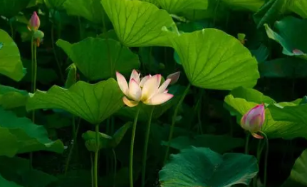 6月份是夏季吗