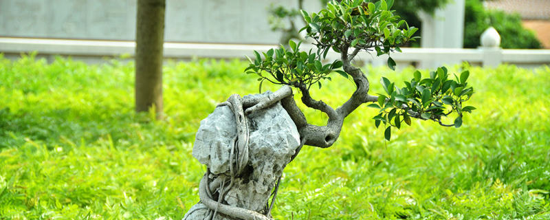 榕树好养吗(细叶榕树怎么养殖方法)