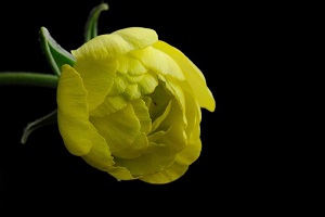 芹叶牡丹花图片竖屏大花