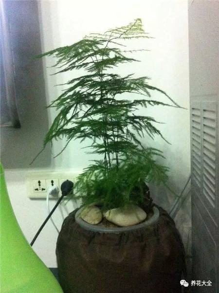 文竹不带根能养活吗