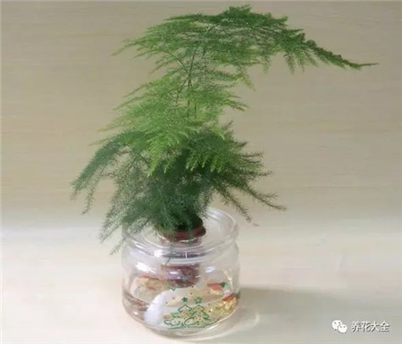 文竹不带根能养活吗