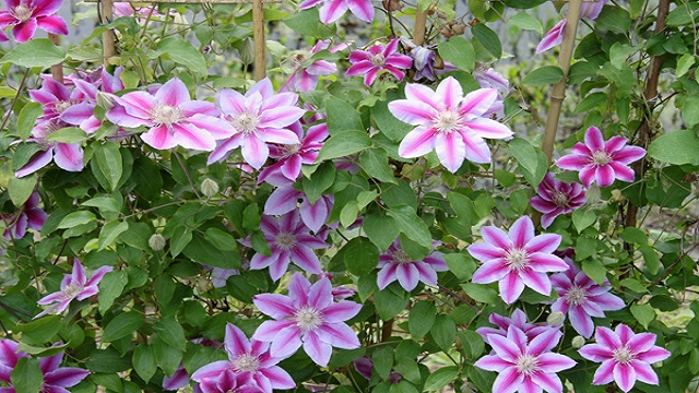 铁线莲什么时候开花(铁线莲什么时候种植多久开花)