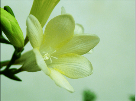小苍兰开几次花