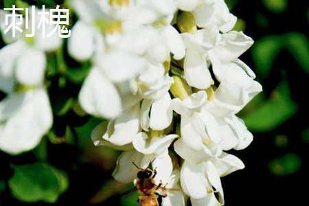 香花槐与刺槐的区别