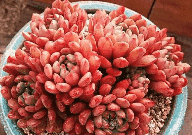 越花越有2021最新消息