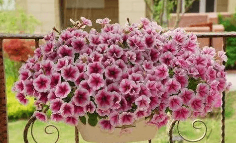 越花越有2021最新消息