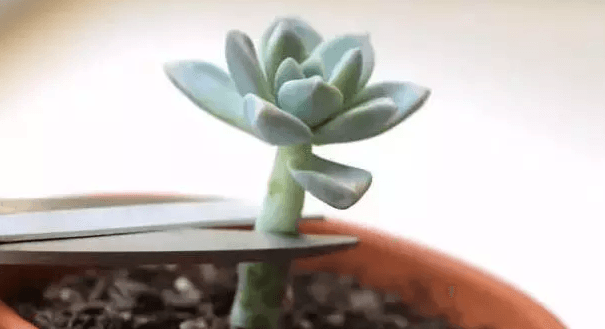越花越有2021最新消息
