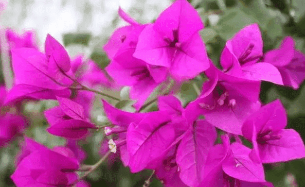 越花越有2021最新消息