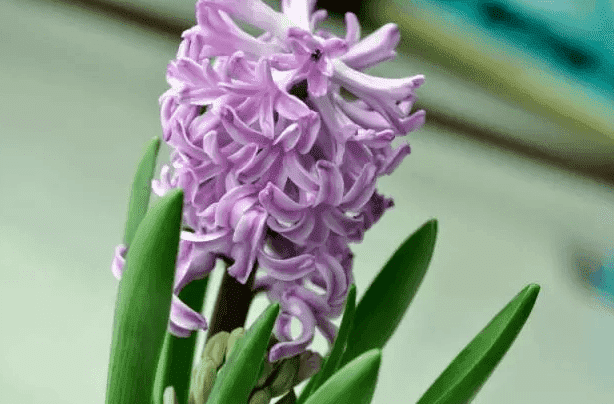 越花越有2021最新消息