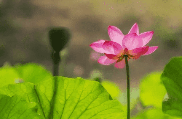 越花越有2021最新消息