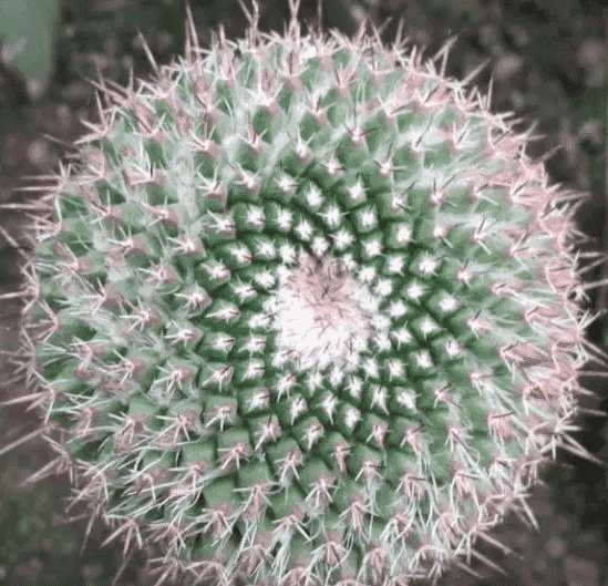 越花越有2021最新消息