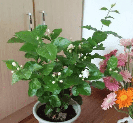 越花越有2021最新消息