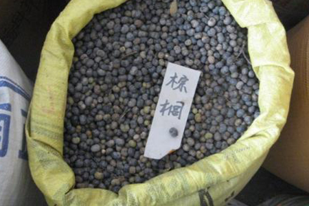 棕树籽的功效与作用可以泡水或泡酒吗视频