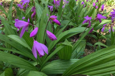 白芨种植技术和栽培要点