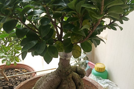 榕树掉叶子怎样补救
