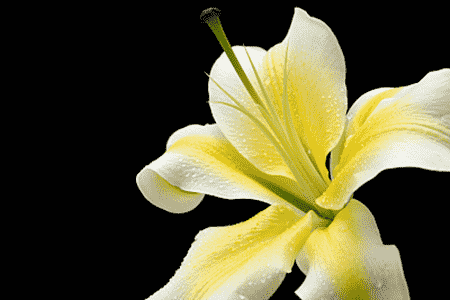 百合珠芽种植
