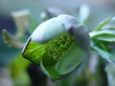 嚏根草的播种种植方法(嚏根草图片)