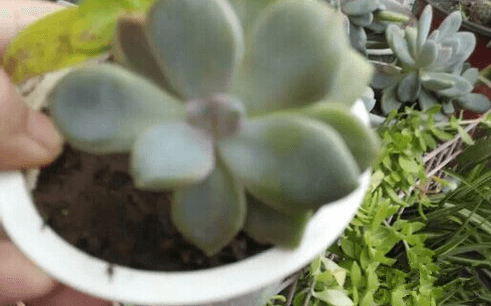 酸奶盒花盆图片及做法
