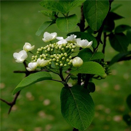 琼花怎么养殖?琼花的养殖方法和注意事项介绍!