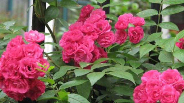 藤本月季开花时需要注意什么(藤本月季开花时需要注意什么问题)