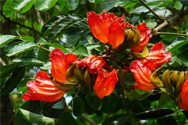 火炬花什么时候开花(火炬花花期)