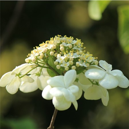 琼花怎么养殖?琼花的养殖方法和注意事项介绍!
