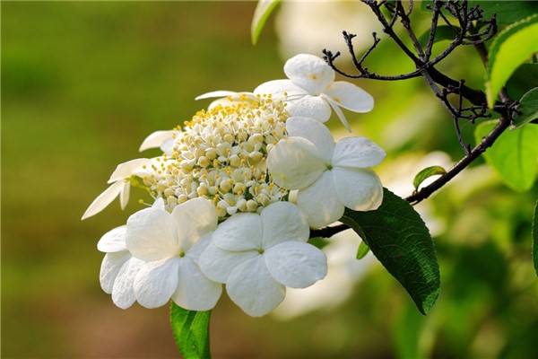 琼花怎么繁殖(琼花怎么养殖?琼花的养殖方法和注意事项介绍!)