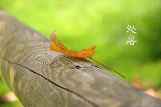 处暑还是三伏天吗