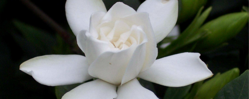 栀子花叶尖干枯发褐色怎么办(栀子花叶尖发黑枯萎怎么回事)