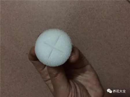 文竹不带根能养活吗