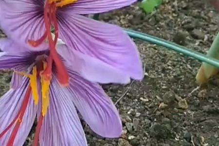 藏红花的功效与作用百科