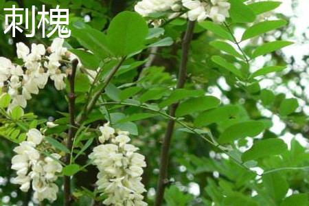 香花槐与刺槐的区别