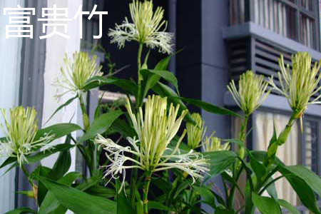 富贵竹和文竹可以一起放在书桌上
