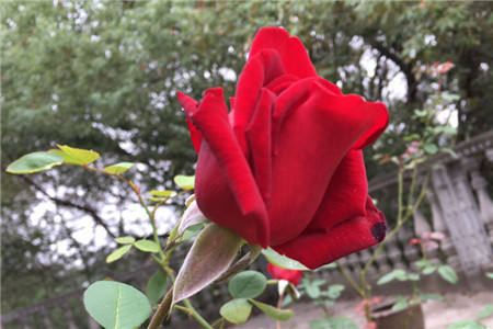玫瑰的花语寓意是什么