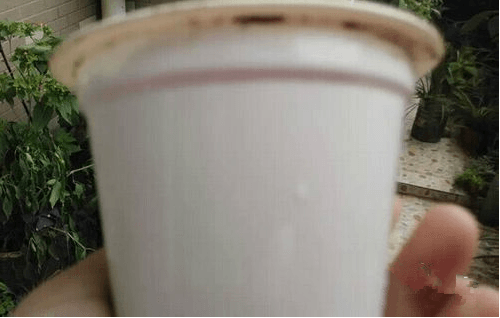 酸奶盒花盆图片及做法